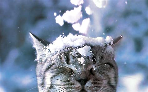 Free Download Winter Snow Cats Animals Closed Eyes