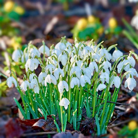 Woodland Bulbs® 50 X Double Snowdrop Bulbs Spring Flowering Bulbs