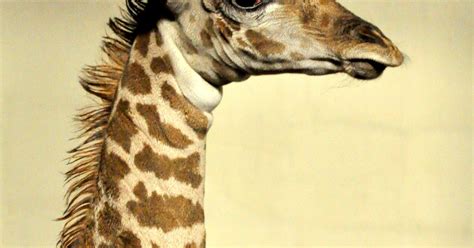 You Can Help Name The Zoos New Giraffe