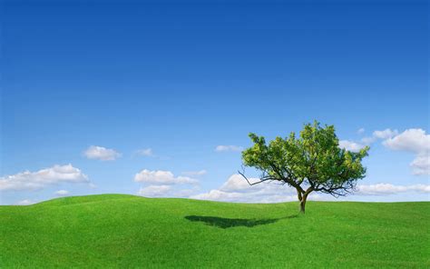 Nature Tree Green Blue Sky Filed Wallpaper 2880x1800 481092