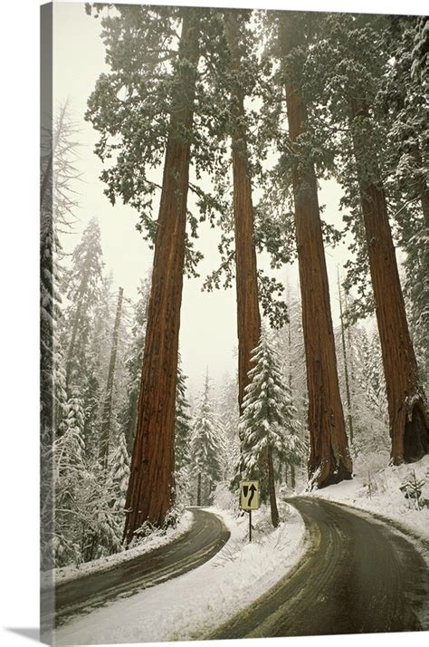 California Sequoia National Park Spring Snowfall At Southwest