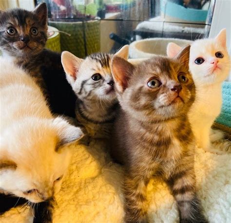 Munchkin Kittens For Sale Adoption From Victoria Melbourne Metro