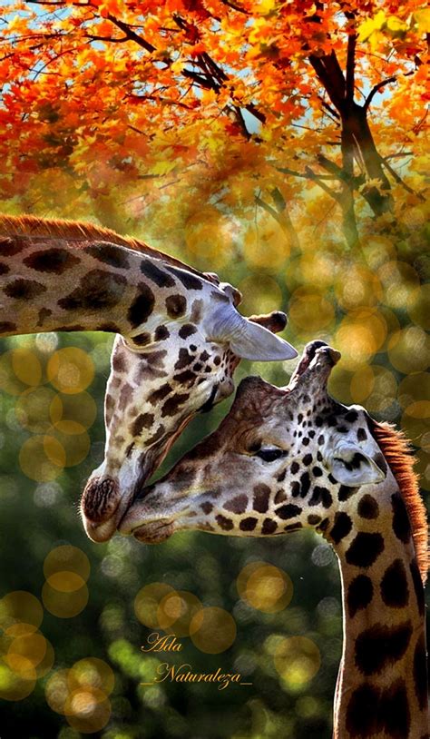Pin by Annette Horn-Immich on * Animals Pets And Outdoors * | Majestic