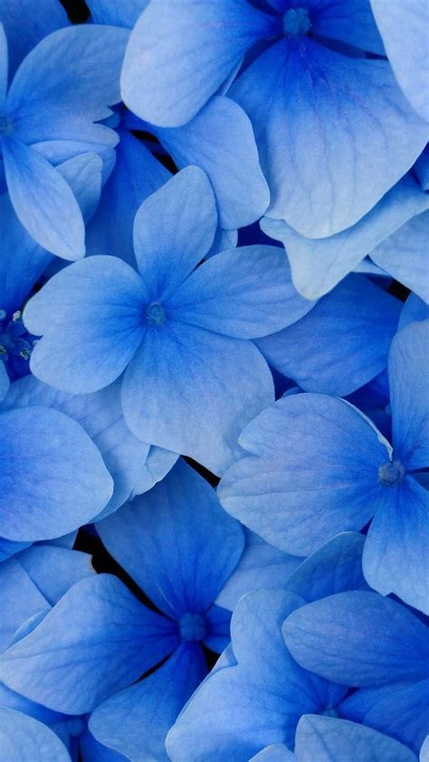 Blue Flowers Flores Azules Hd Phone Wallpaper Pxfuel