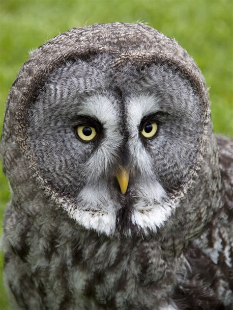 Filegreat Grey Owl 2 4570453977 Wikimedia Commons