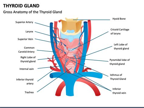 Thyroid Gland Powerpoint Template Ppt Slides