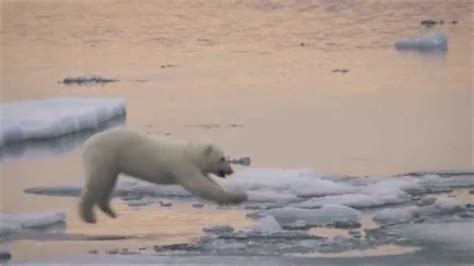 55 best pfp images cartoon profile. Baby Polar Bear Leaps Across Sea Ice In a Melting Arctic ...