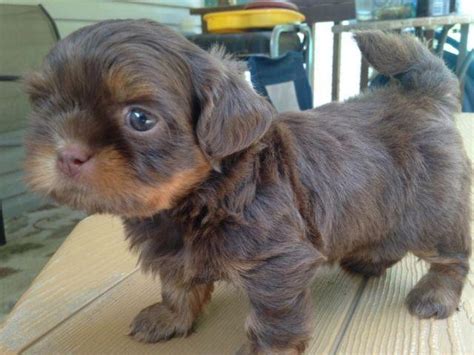 Maybe you would like to learn more about one of these? Beautiful CKC Liver Dobie Marked Shih Tzu Little Boy for ...