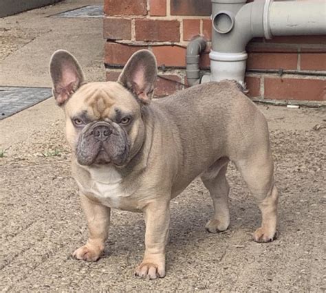 See more of glynabbey french bulldog stud service on facebook. Lilac king kc French bulldog health tested stud dog ...