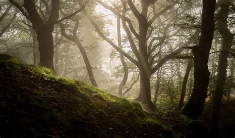Ultimate Guide To Forest Photography Tips And Tricks Click And