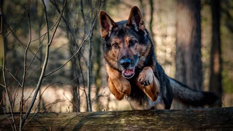 10 Latest Cool German Shepherd Pictures Full Hd 1080p For Pc Background