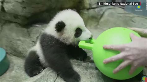 See Playful Panda Cubs Virtual Debut Cnn Video