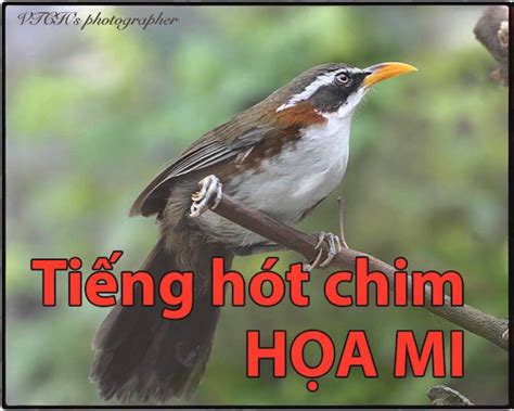 Chim Hoa Mi Hot Hay Youtube