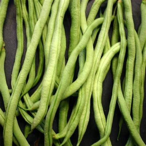 Fortex Pole Bean 30 Seeds — Usa Garden Center