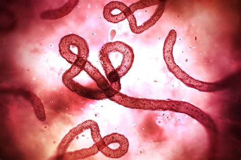 Composed of an rna or dna core, a protein coat, and, in more complex types, a surrounding envelope. Biomarker May Predict Ebola Virus Survival | Research
