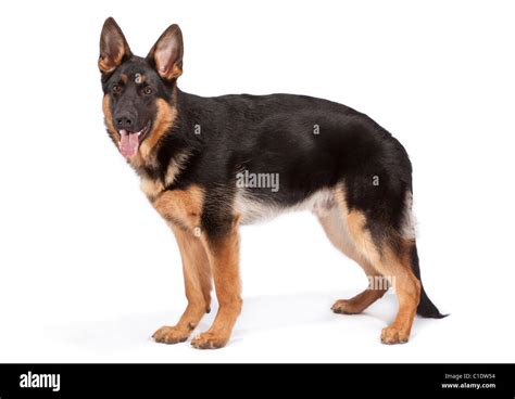 How Big Are German Shepherd Puppies At 6 Months