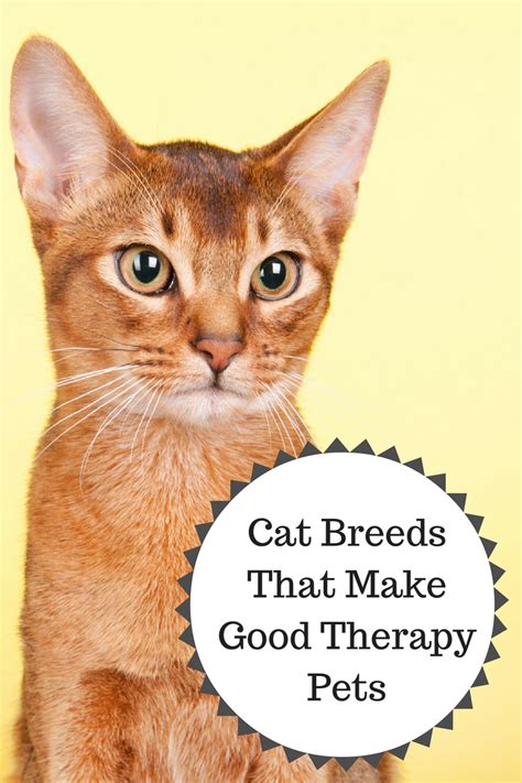 There is no easy way to know how a cat will behave. Better Than Dogs Or Dolphins? Therapy Cats!