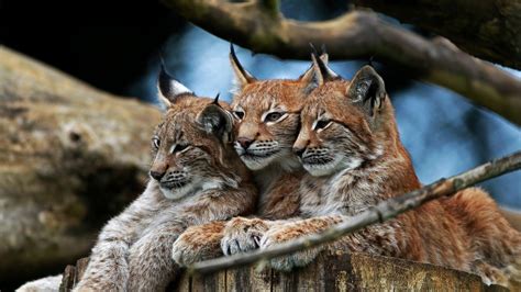 Nature Animals Lynx Wallpapers Hd Desktop And Mobile Backgrounds