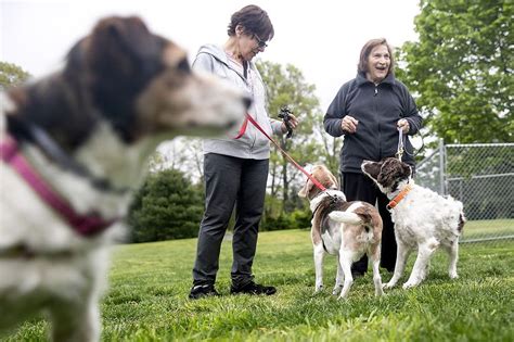 Go Inside Njs Senior Dog Sanctuary Where They Live Out Their Days