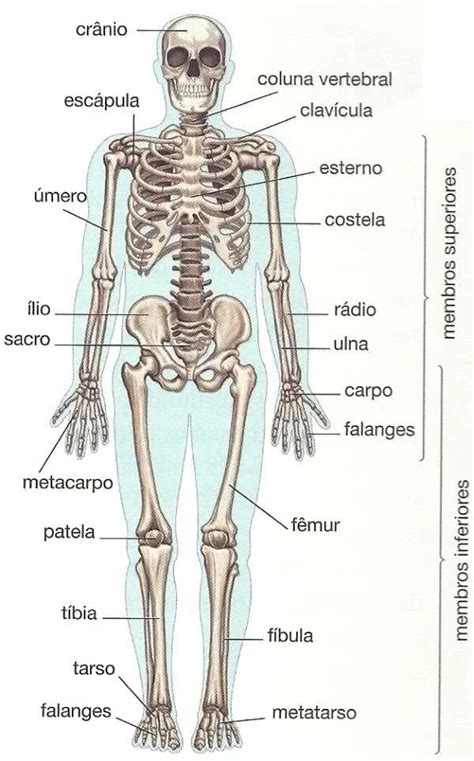 Ossos do Corpo Humano Toda Matéria