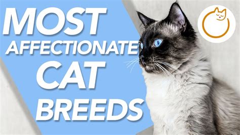 Top 9 Friendliest Cat Breeds Best Affectionate Breeds Youtube