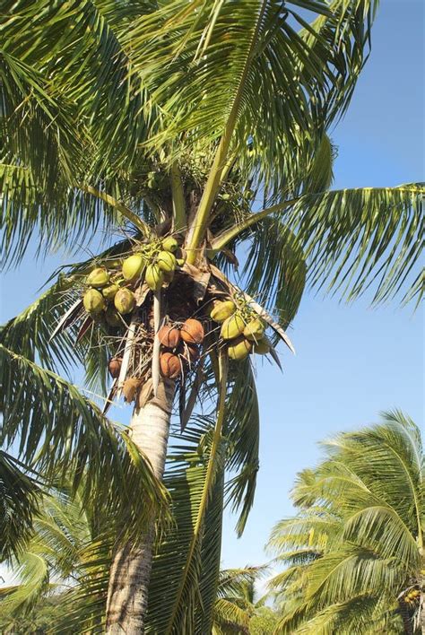 Fiji Island Stock Image Image Of Fiji Cocos Palm 68803241