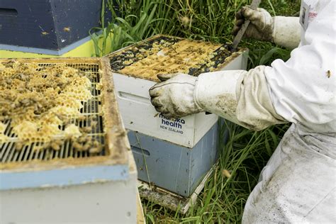 Delivering Innovation To The Bee Sector Through Digital Mapping Eagle