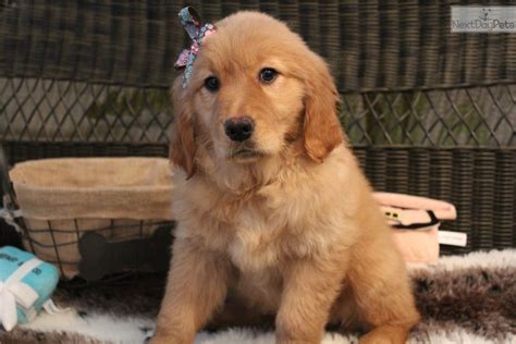 You'll find below all the articles written in the puppy category of this site. Golden Retriever Puppies West Palm Beach | Top Dog Information