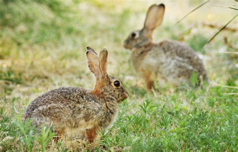 Eastern Cottontail Rabbit Adaptations Pet Ponder