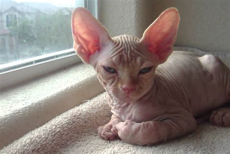 the best hairless kittens for sale with playful personality