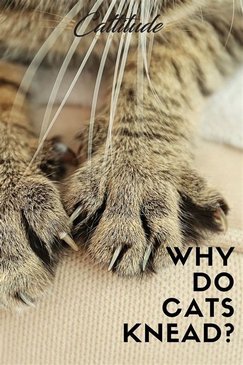 Why Do Cats Knead Cats Knead Cat Behavior Cat Facts