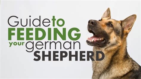Check spelling or type a new query. Best Dog Food for German Shepherds: Top 5 Choices ...