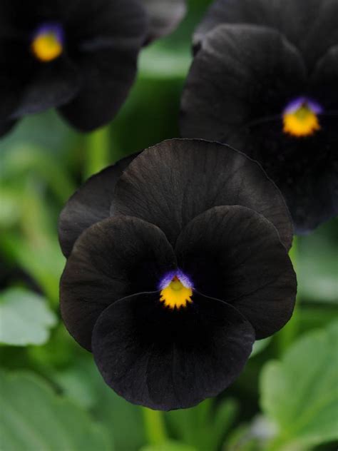 Black Bloom Rflowers