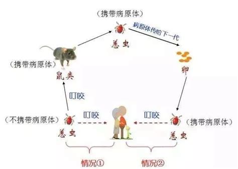 Definition of 恙虫 in the definitions.net dictionary. 儿童恙虫病，家长该知道的这些事!