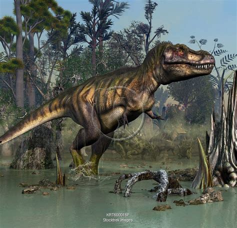 Tyrannosaurus Rex Hunting In Prehistoric Wetlands Stocktrek Images