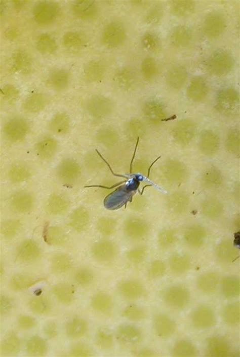 What Do Fungus Gnats Eat Katynel
