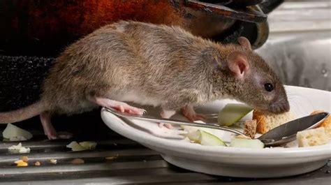 Super Rats Invade Uk Homes During Freezing Cold Weather How To Keep