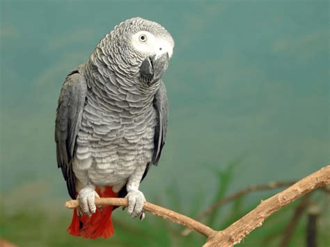 African Grey Parrot Facts Critterfacts