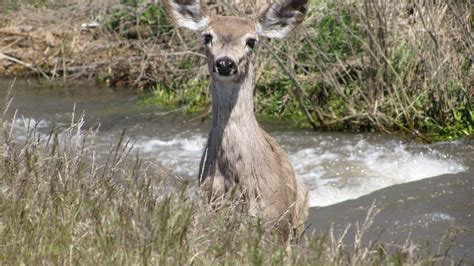 Whitetail Mule Deer Hybrid Video Youtube