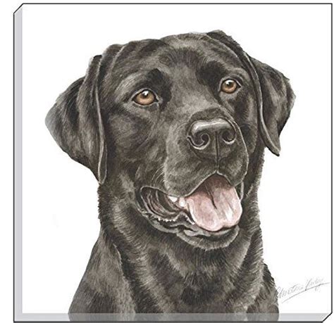 £1995 Animals Black Labrador Canvas Art Cute Cats And Dogs