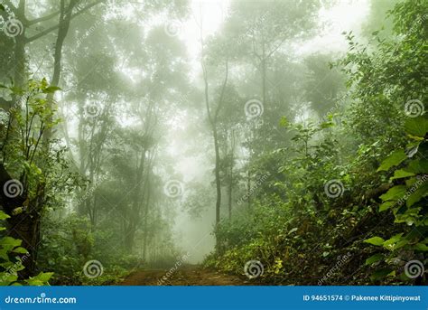 Foggy Rainforest In The Mist Soft Focus Stock Photo Image Of
