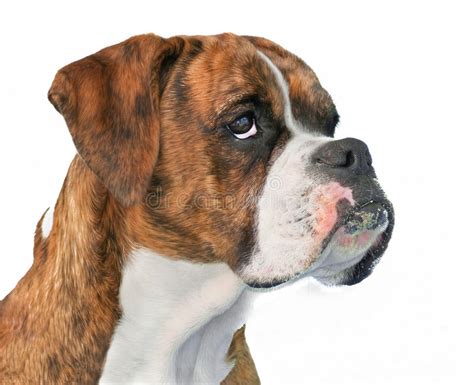 Boxer Dog Profile Royalty Free Stock Photography Image 35768387