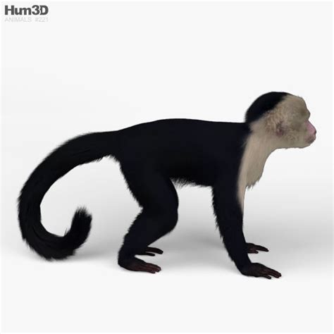 Capuchin Hd 3d Model Cgtrader