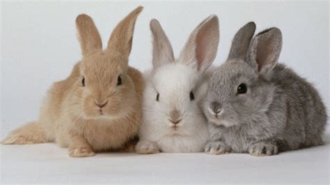 Rabbits Common Illnesses And Infections Huffpost Uk Life