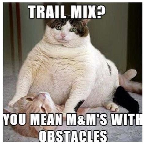 Find The Fascinating Funny Cat Memes Fat Cats Hilarious Pets Pictures