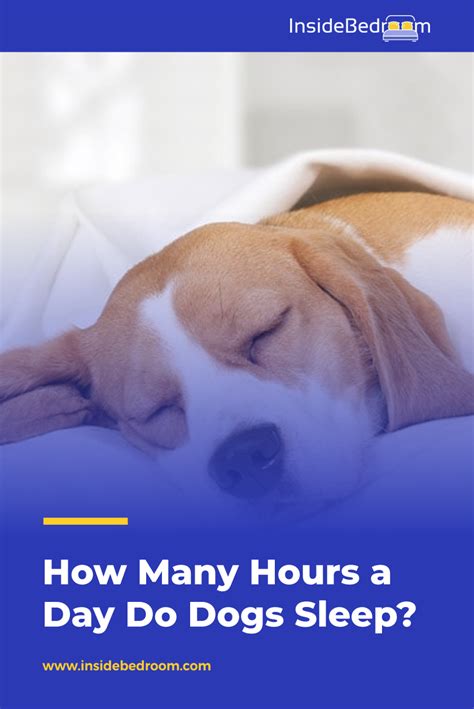 How Many Hours A Day Do Dogs Sleep How Much Do They Need In 2021
