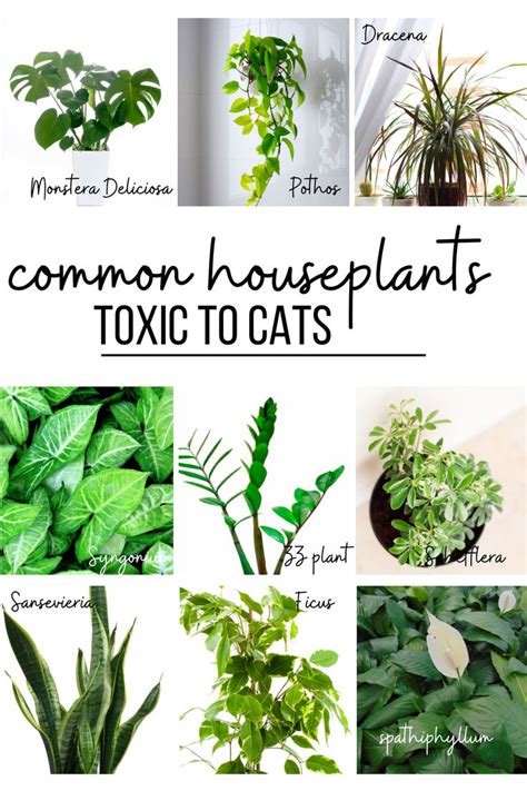 Cat Friendly Houseplants Safe And Beautiful Options
