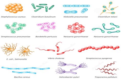 Classification Of Bacteria On The Basis Of Shape Adapted From Sagar