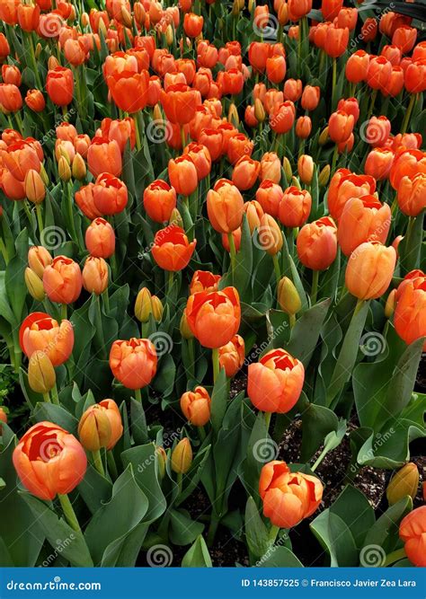 Orange Tulip Flower In A Botanical Garden Stock Image Image Of Spring