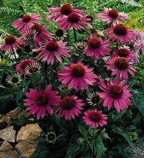 The native perennial, pale purple coneflower, (echinacea pallida) is a good choice for landscapes and prairies. Purple Coneflower Seeds (Echinacea Purpurea) - My Lestary ...